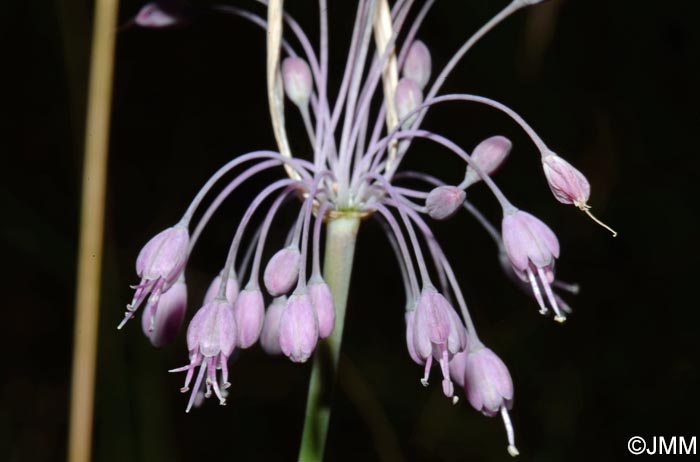 Allium coloratum