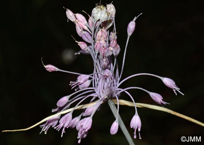 Allium coloratum