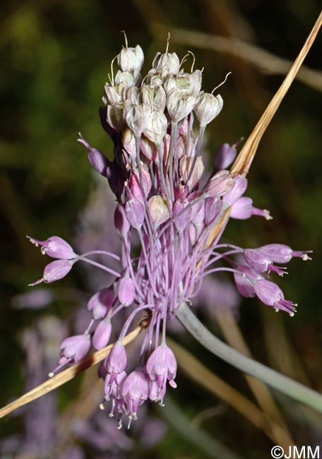 Allium coloratum