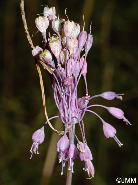 Allium coloratum