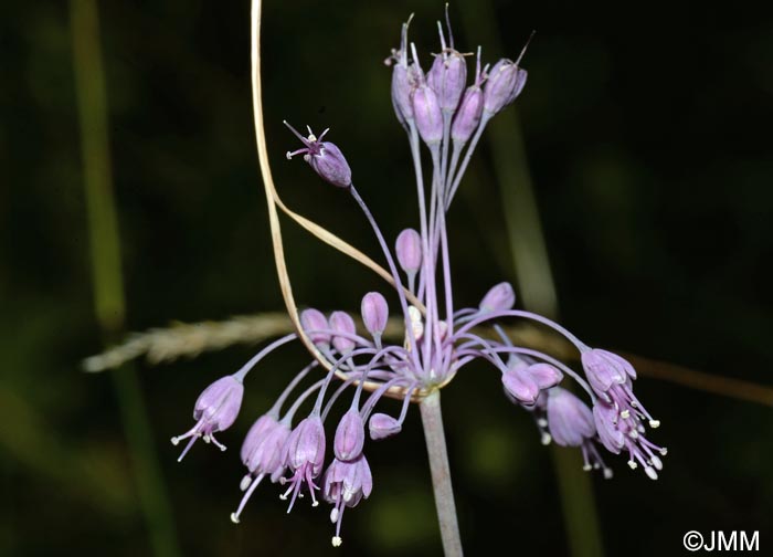 Allium coloratum