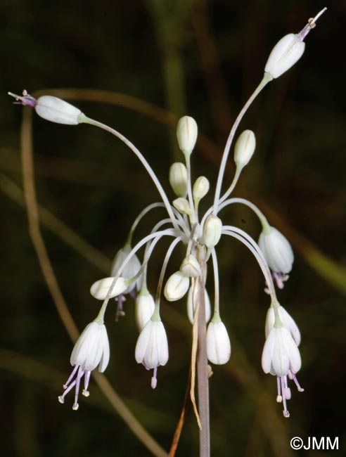 Allium coloratum : f. blanche