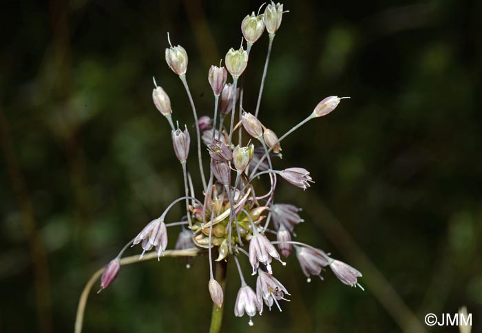 Allium consimile