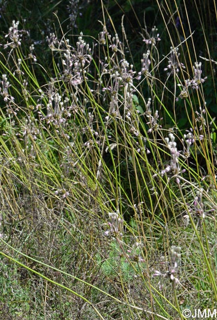 Allium consimile