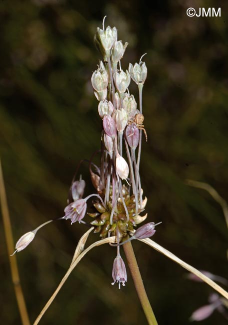 Allium consimile