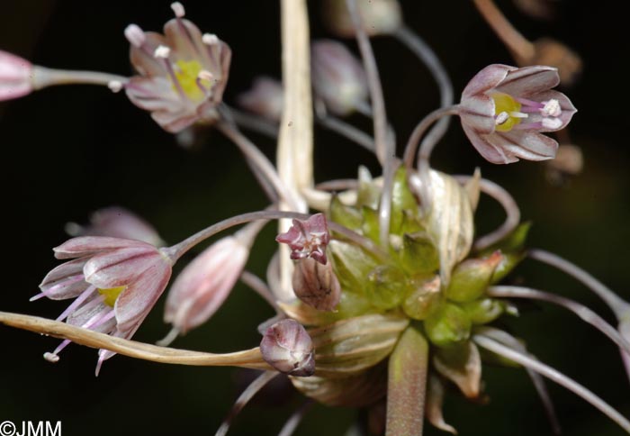 Allium consimile