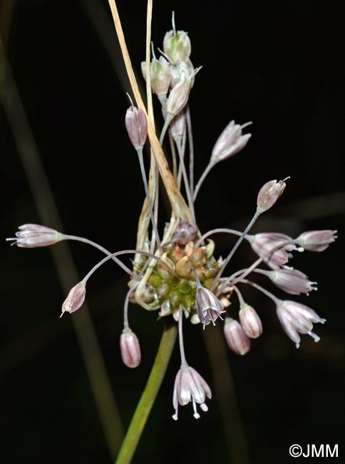 Allium consimile