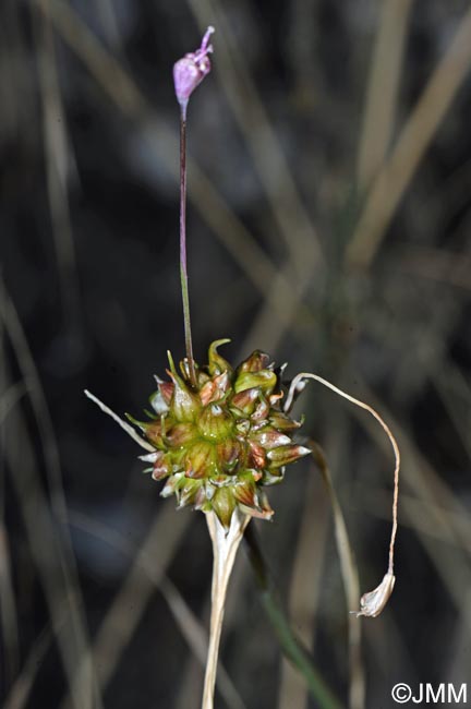 Allium flexum