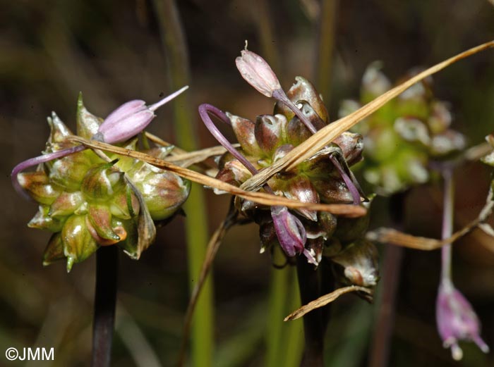 Allium flexum