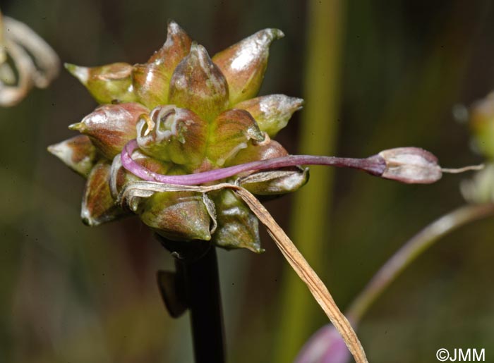 Allium flexum