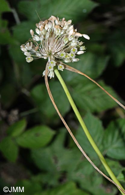 Allium longispathum