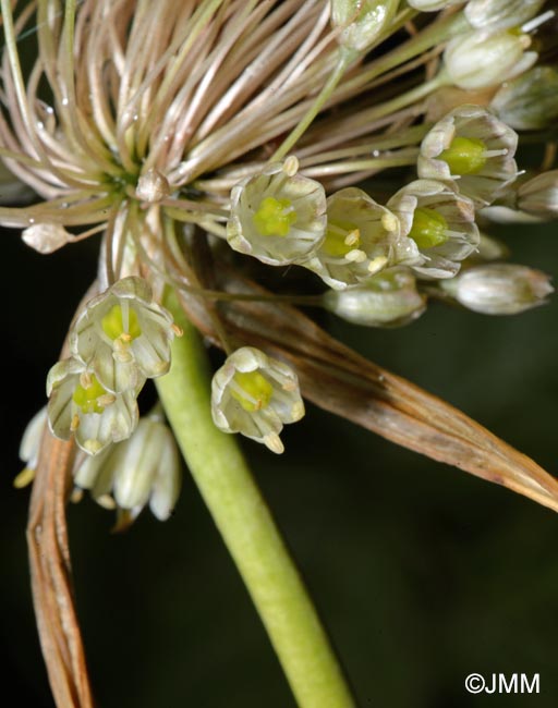 Allium longispathum