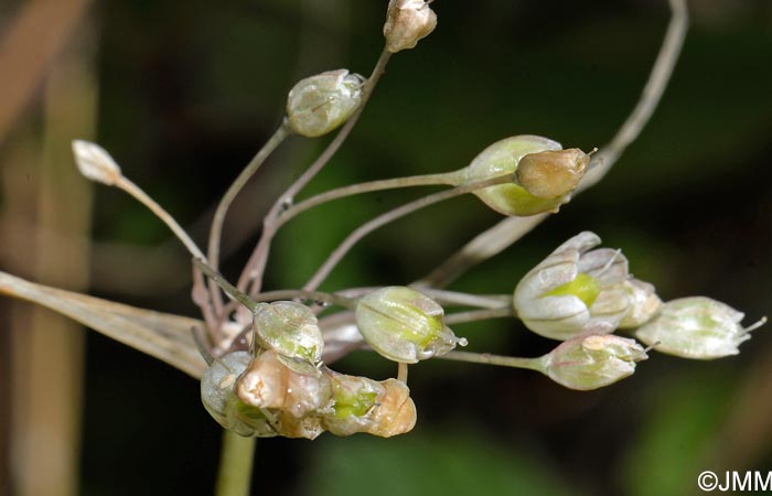 Allium longispathum