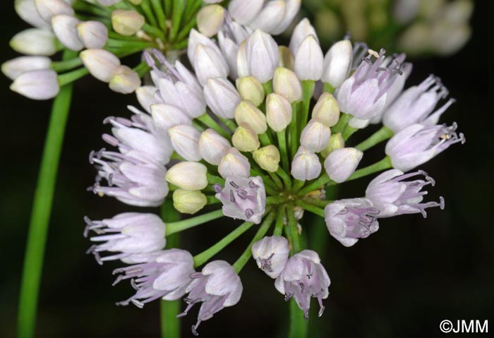 Allium lusitanicum = Allium montanum