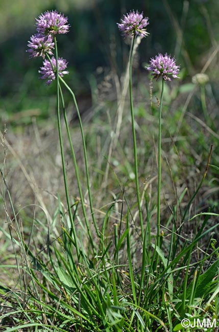 Allium lusitanicum = Allium montanum