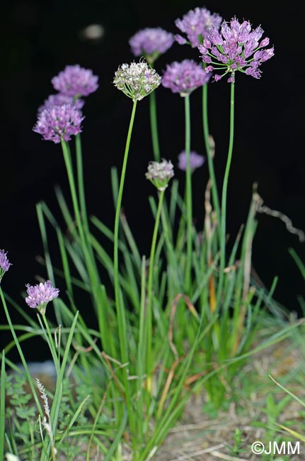 Allium lusitanicum = Allium montanum