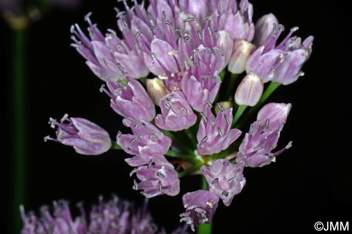 Allium lusitanicum = Allium montanum