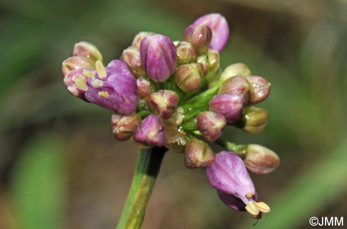 Allium lusitanicum = Allium montanum