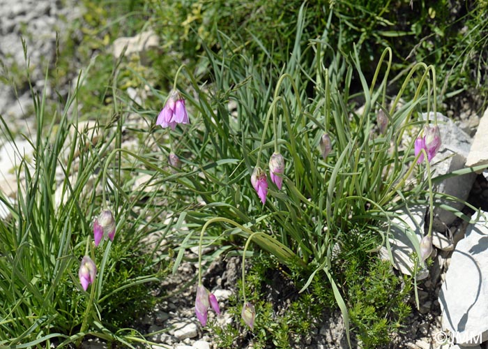 Allium narcissiflorum