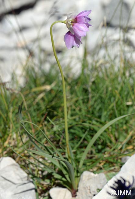 Allium narcissiflorum