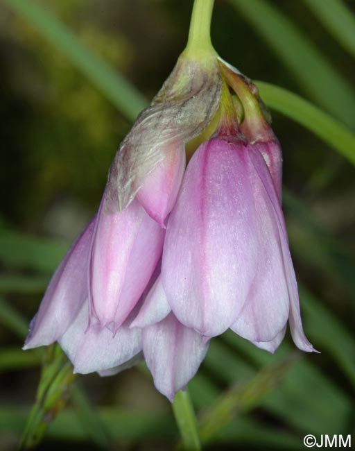 Allium narcissiflorum