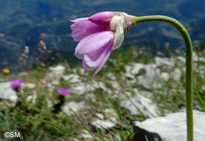 Allium narcissiflorum