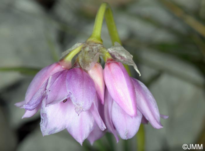 Allium narcissiflorum