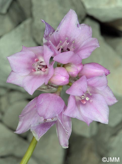 Allium narcissiflorum