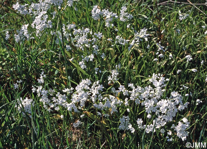 Allium neapolitanum