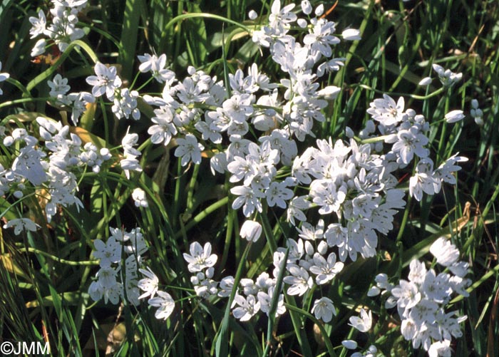 Allium neapolitanum