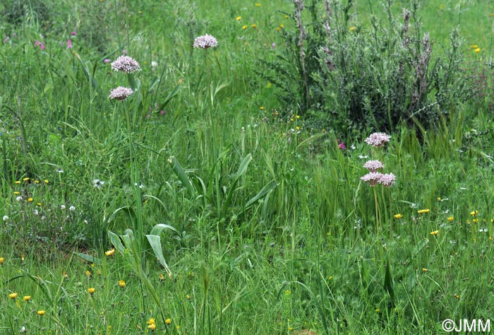 Allium nigrum