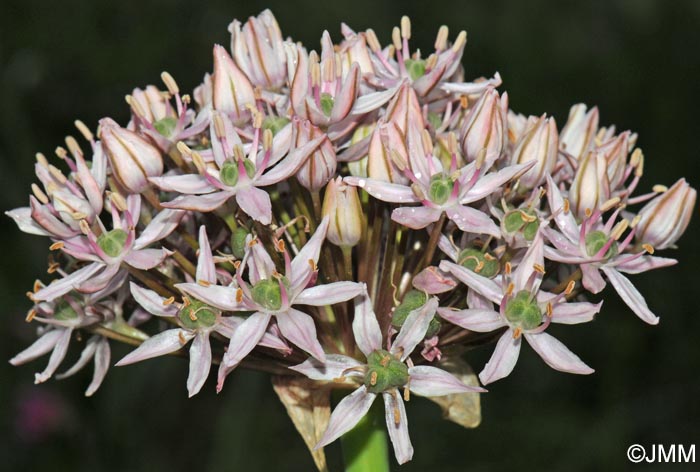 Allium nigrum