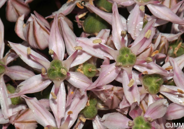 Allium nigrum