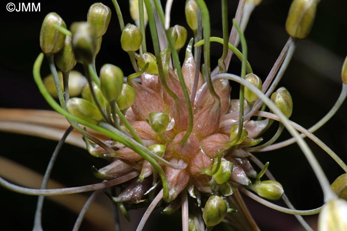 Allium oleraceum