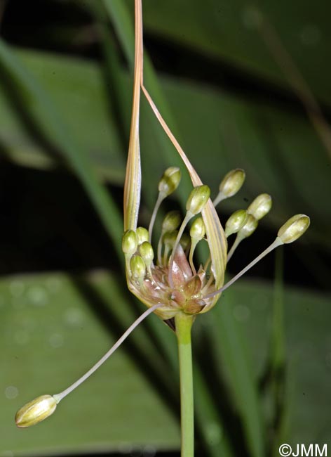 Allium oleraceum