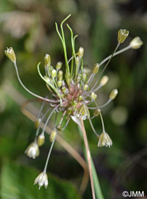 Allium oleraceum