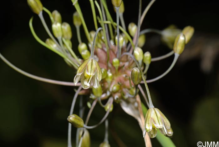 Allium oleraceum