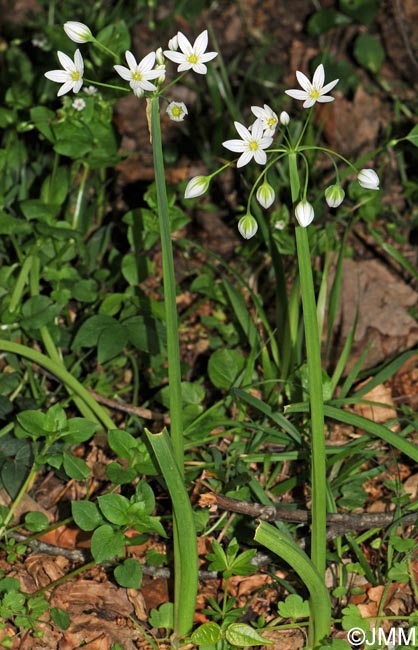 Allium pendulinum