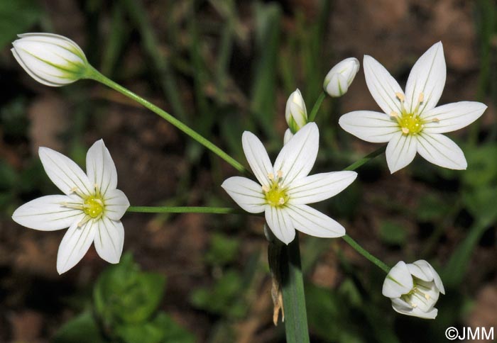 Allium pendulinum