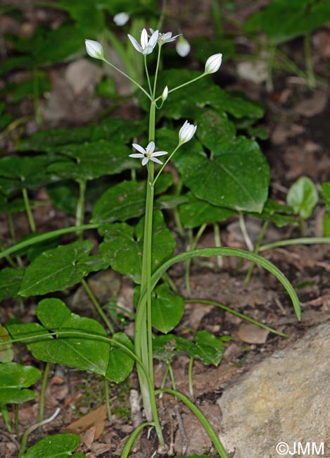 Allium pendulinum