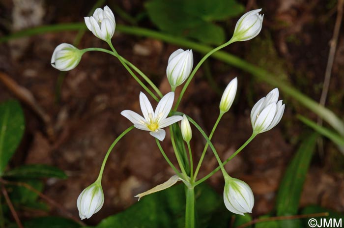 Allium pendulinum