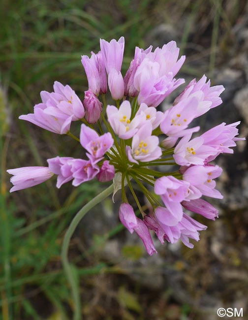 Allium roseum