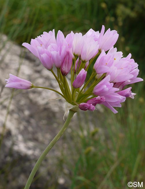 Allium roseum