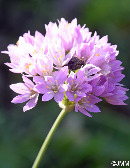 Allium roseum