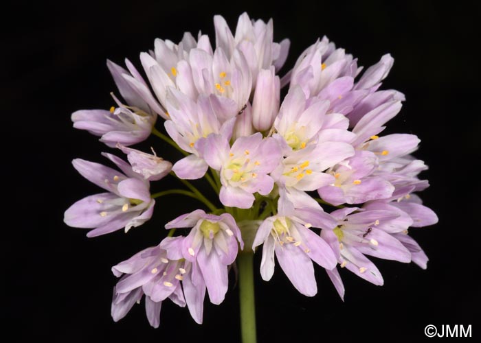 Allium roseum