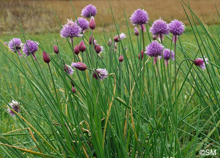 Allium schoenoprasum