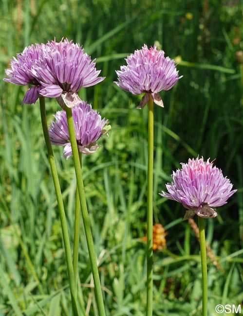 Allium schoenoprasum