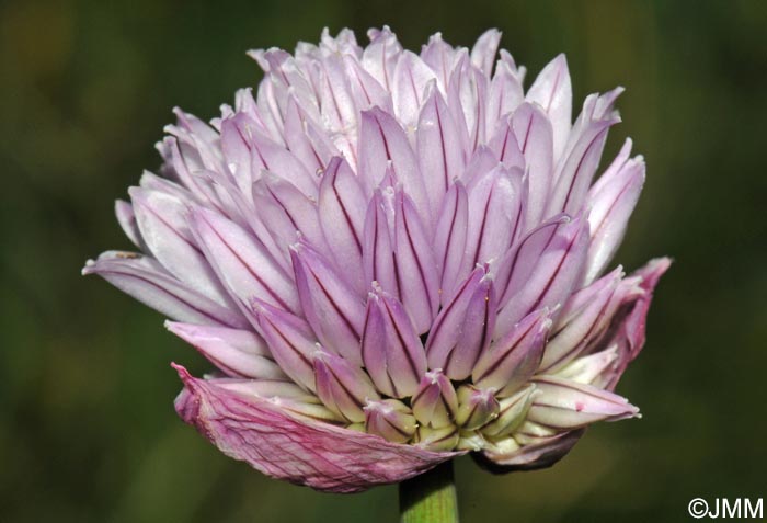 Allium schoenoprasum