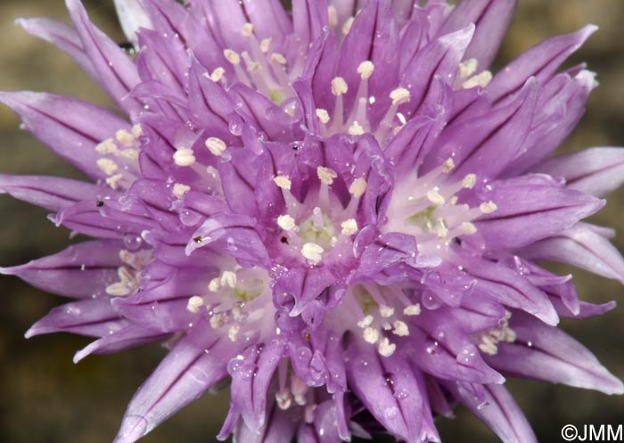 Allium schoenoprasum