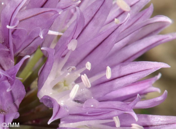 Allium schoenoprasum
